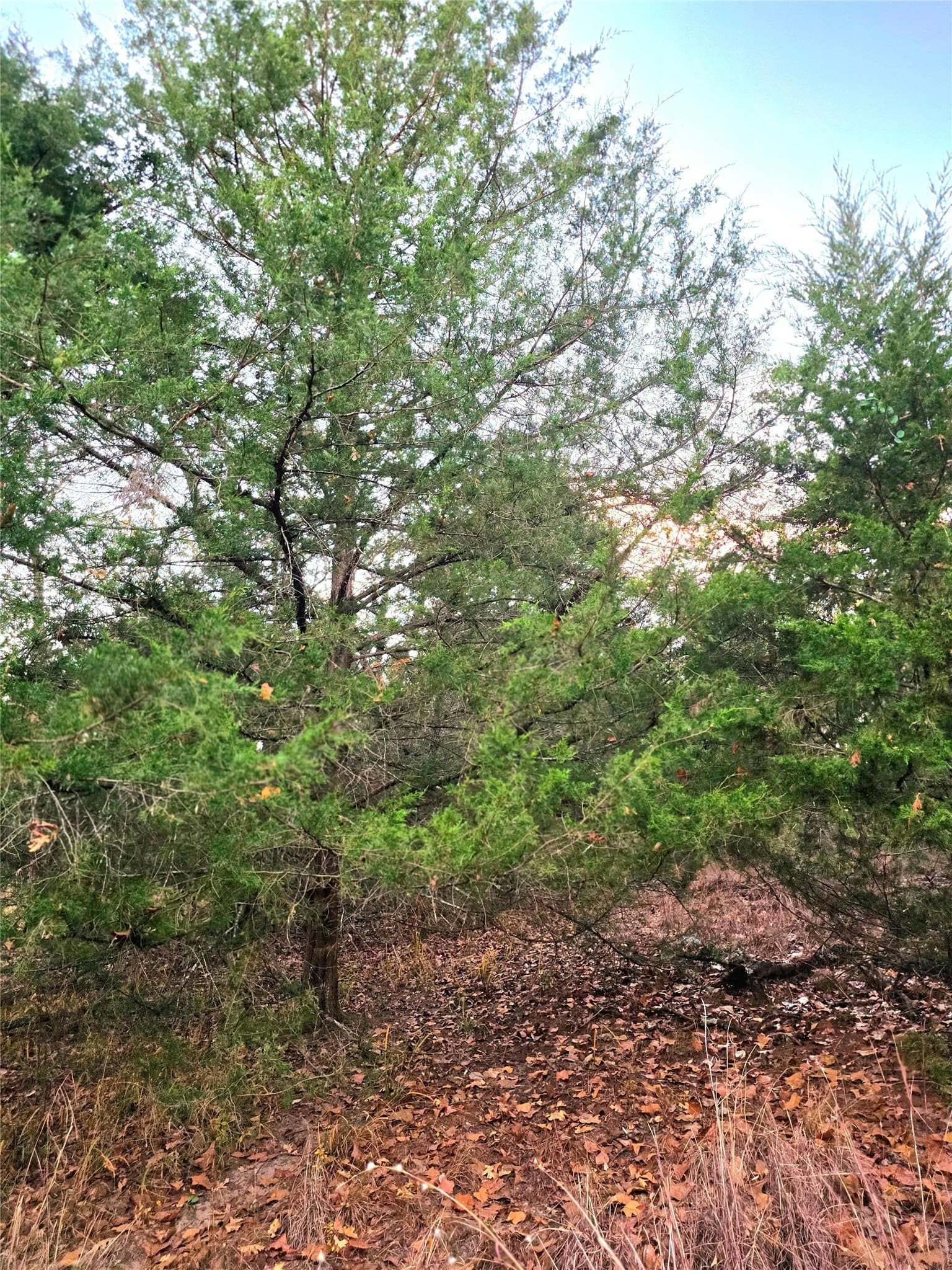2.01 acres in Henderson County - photo 10