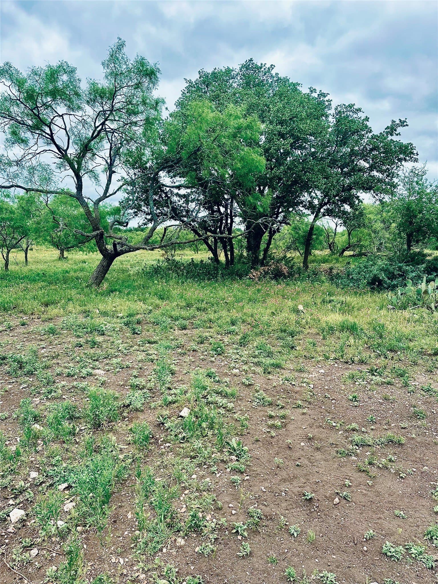 10.74 acres in McCulloch County gallery image 3