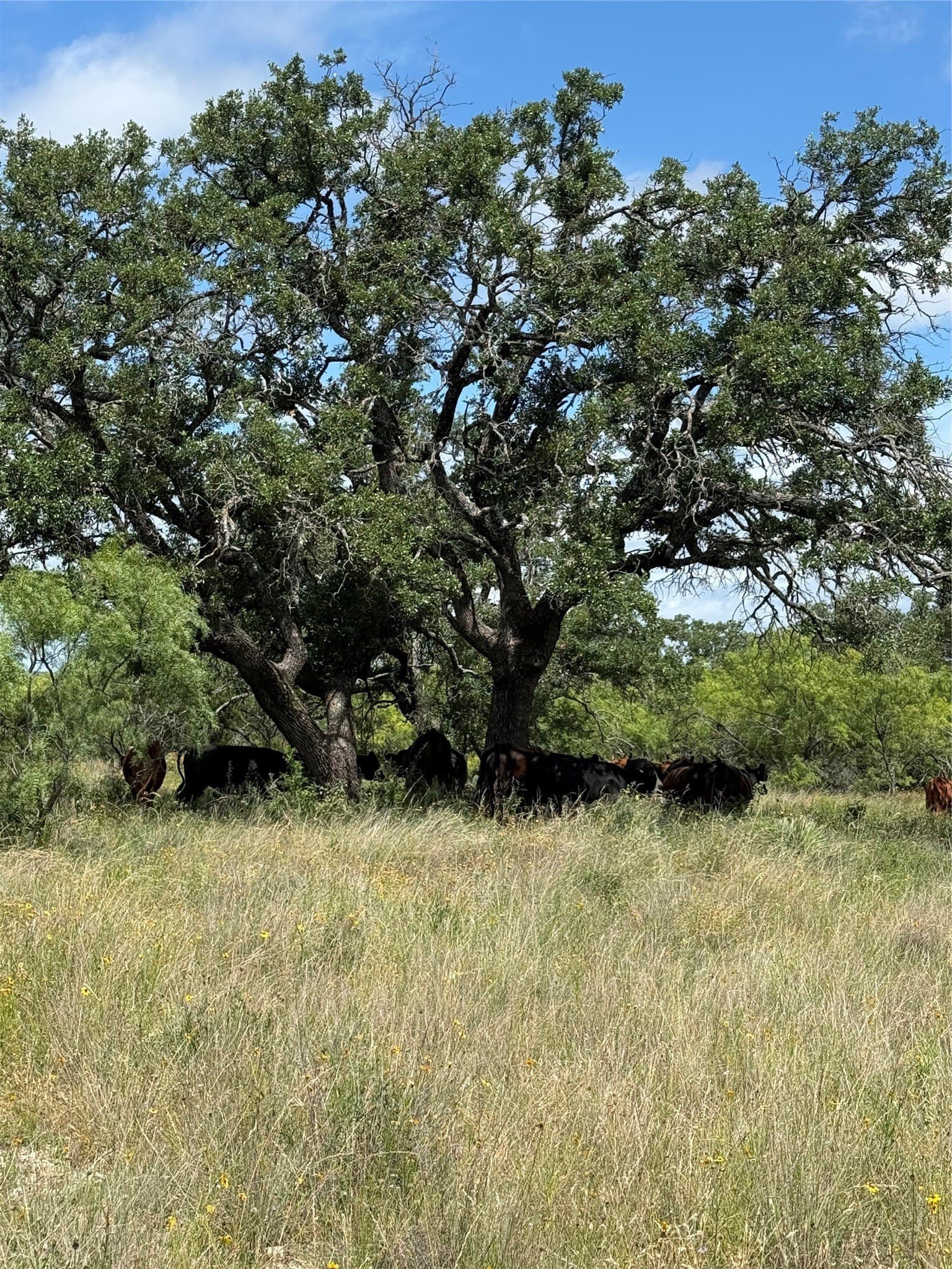 10.74 acres in McCulloch County - photo 33