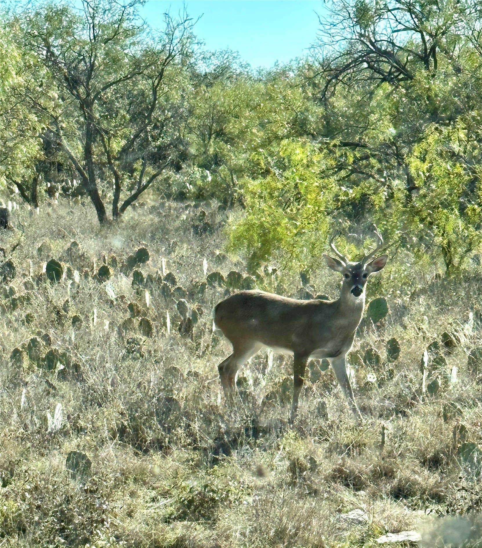 10.74 acres in McCulloch County - photo 9