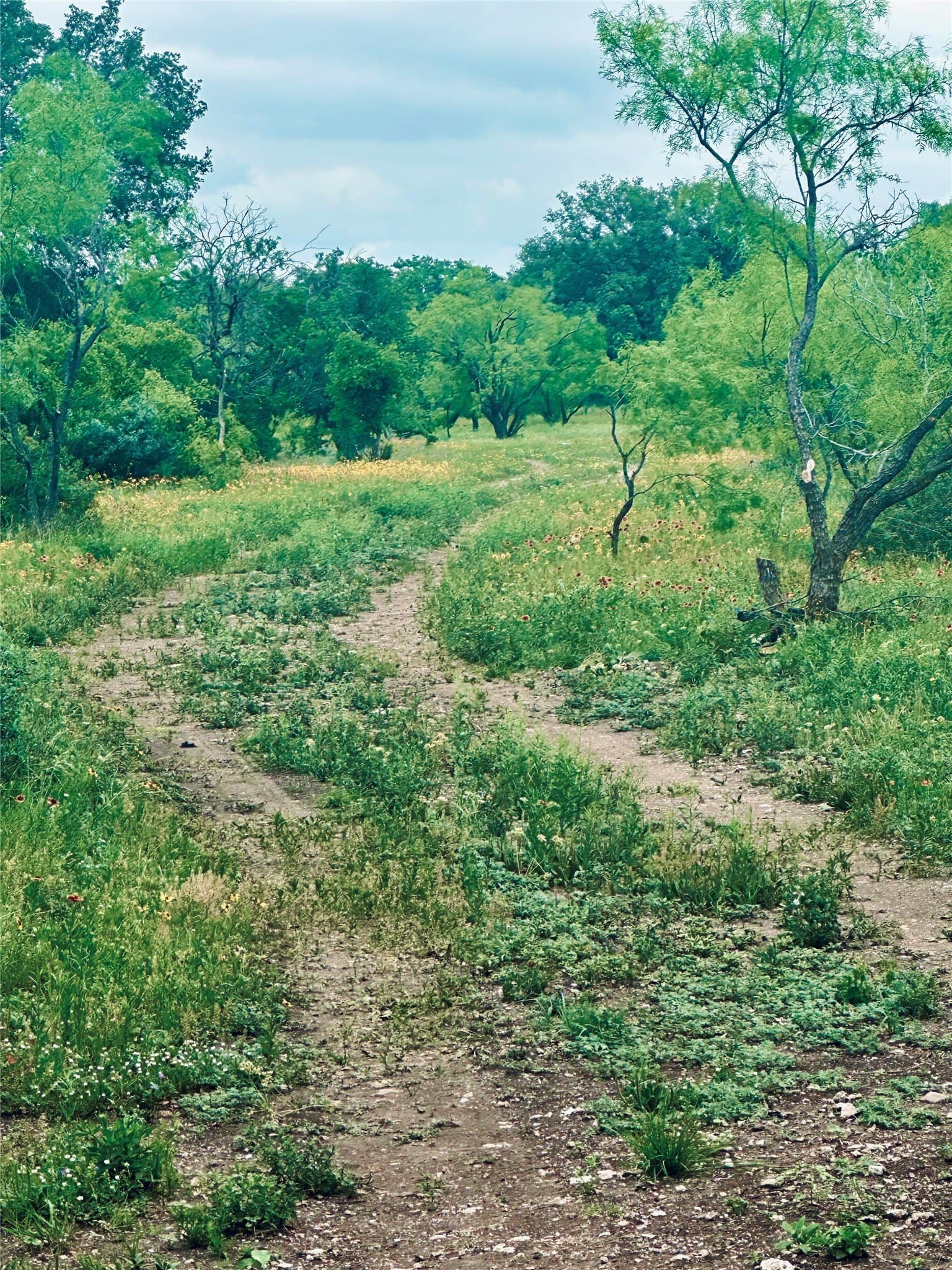 10.74 acres in McCulloch County gallery image 4