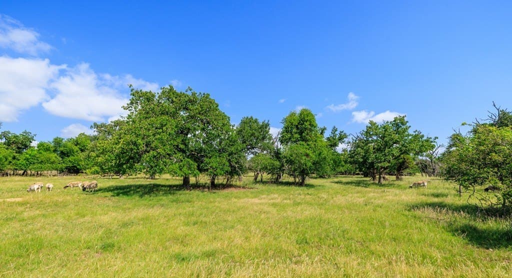 10.63 acres in Gillespie County - photo 22