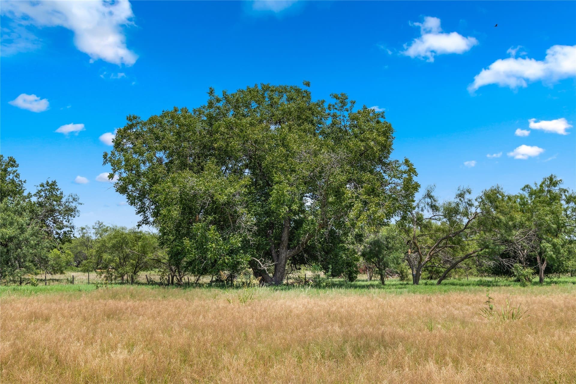 200 acres in Callahan County - photo 3