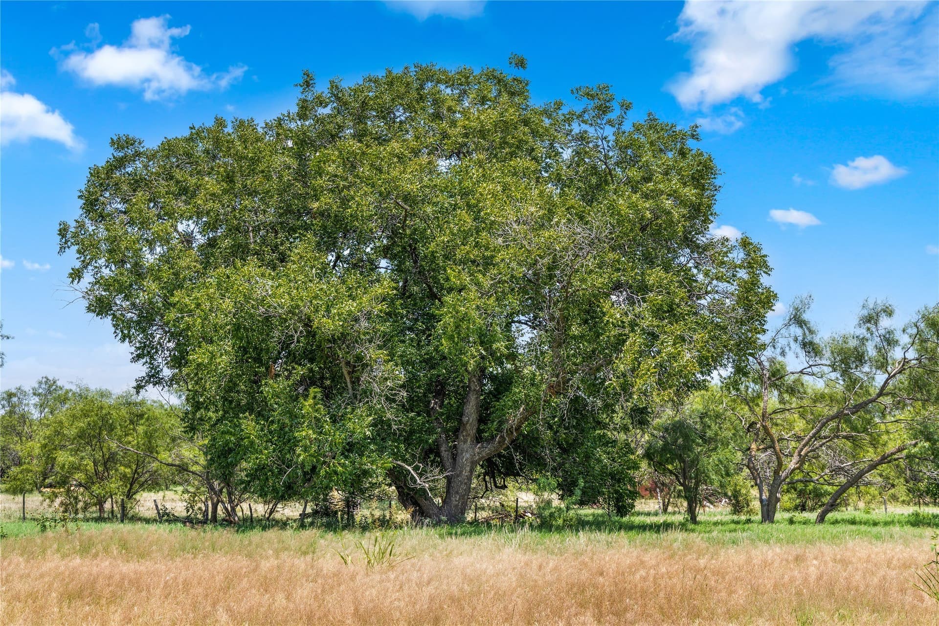 200 acres in Callahan County - photo 27