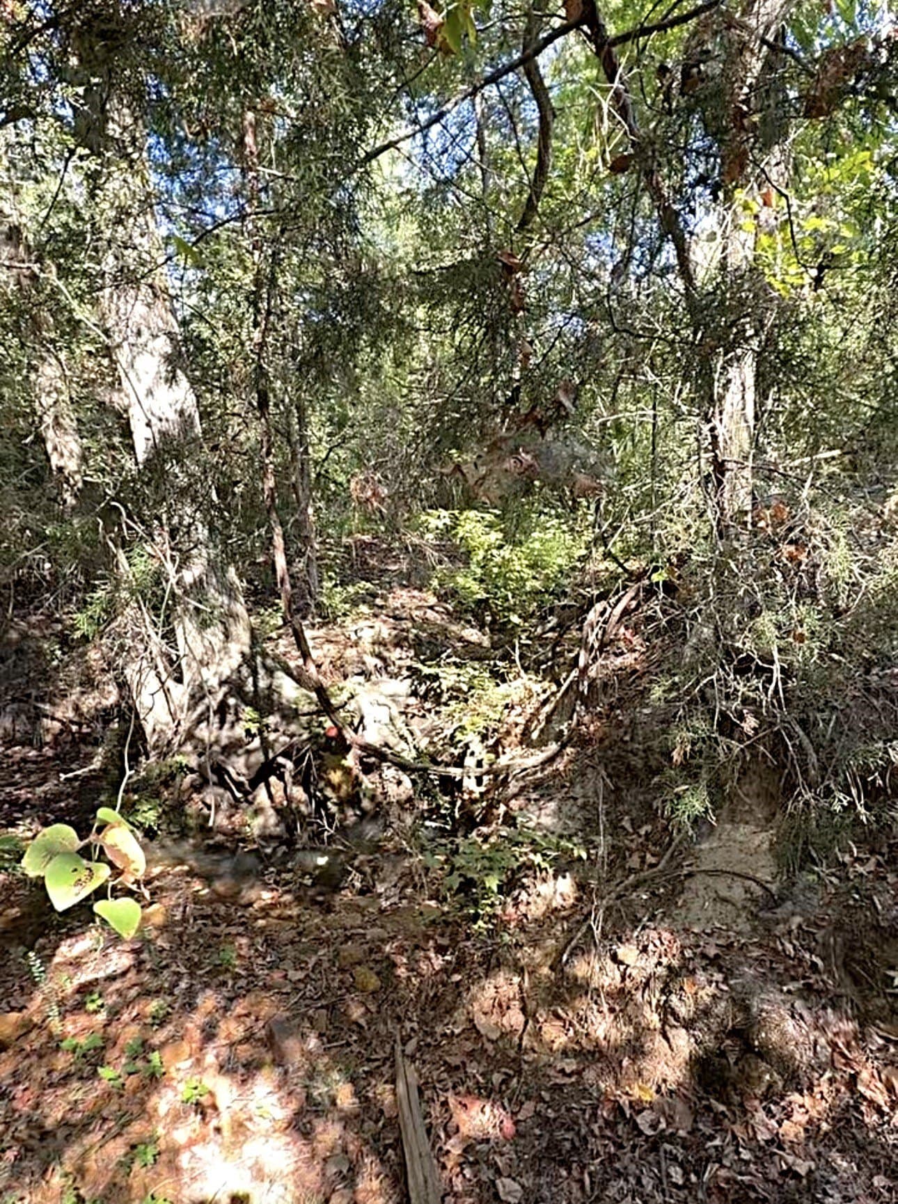 28.5 acres in Anderson County - photo 26