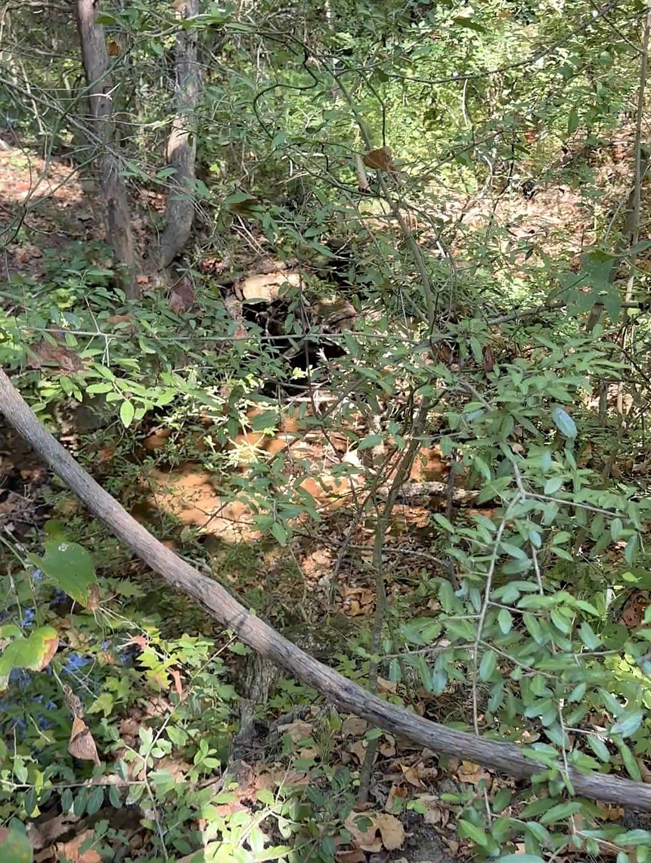 28.5 acres in Anderson County - photo 32