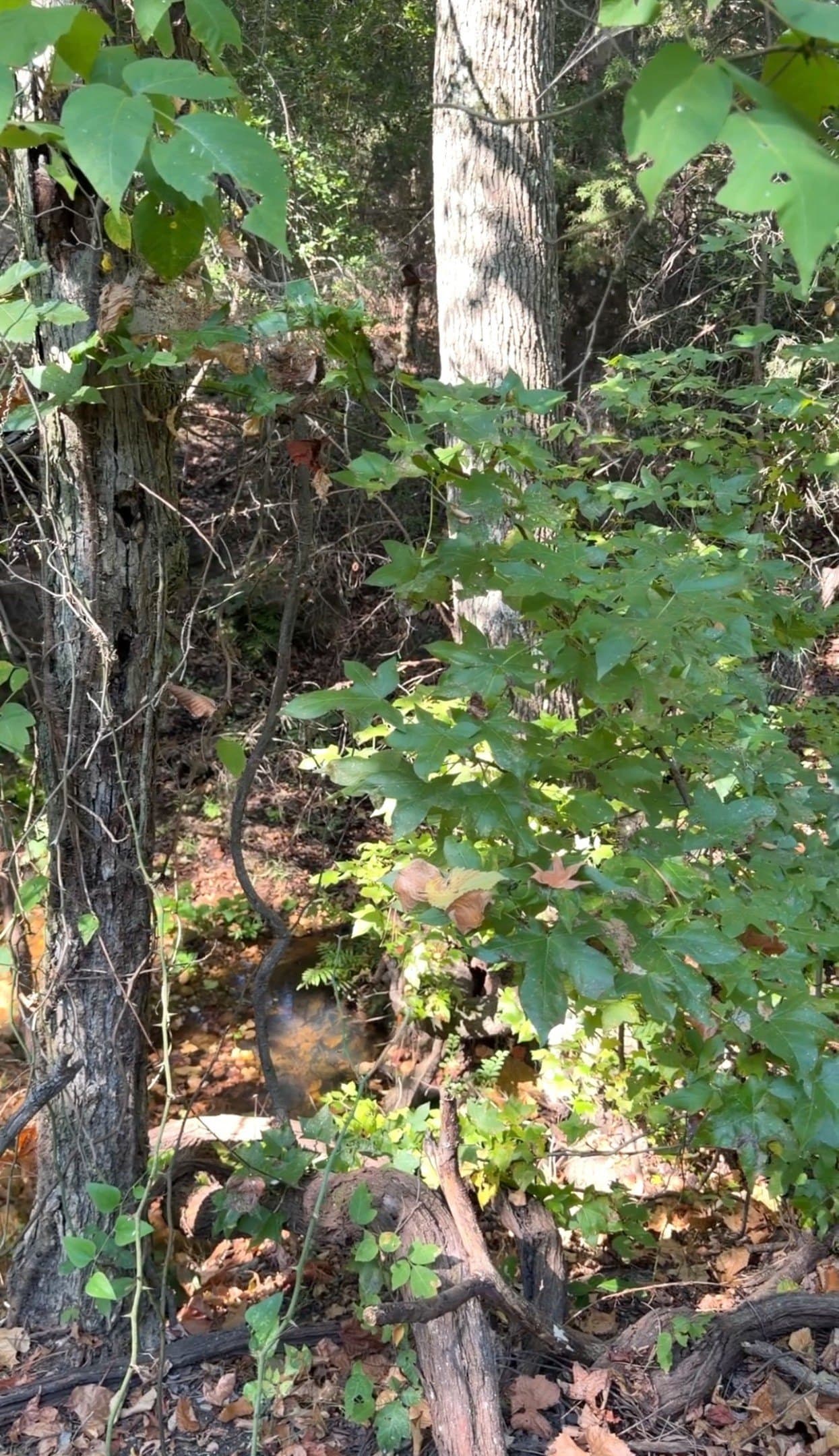 28.5 acres in Anderson County - photo 29
