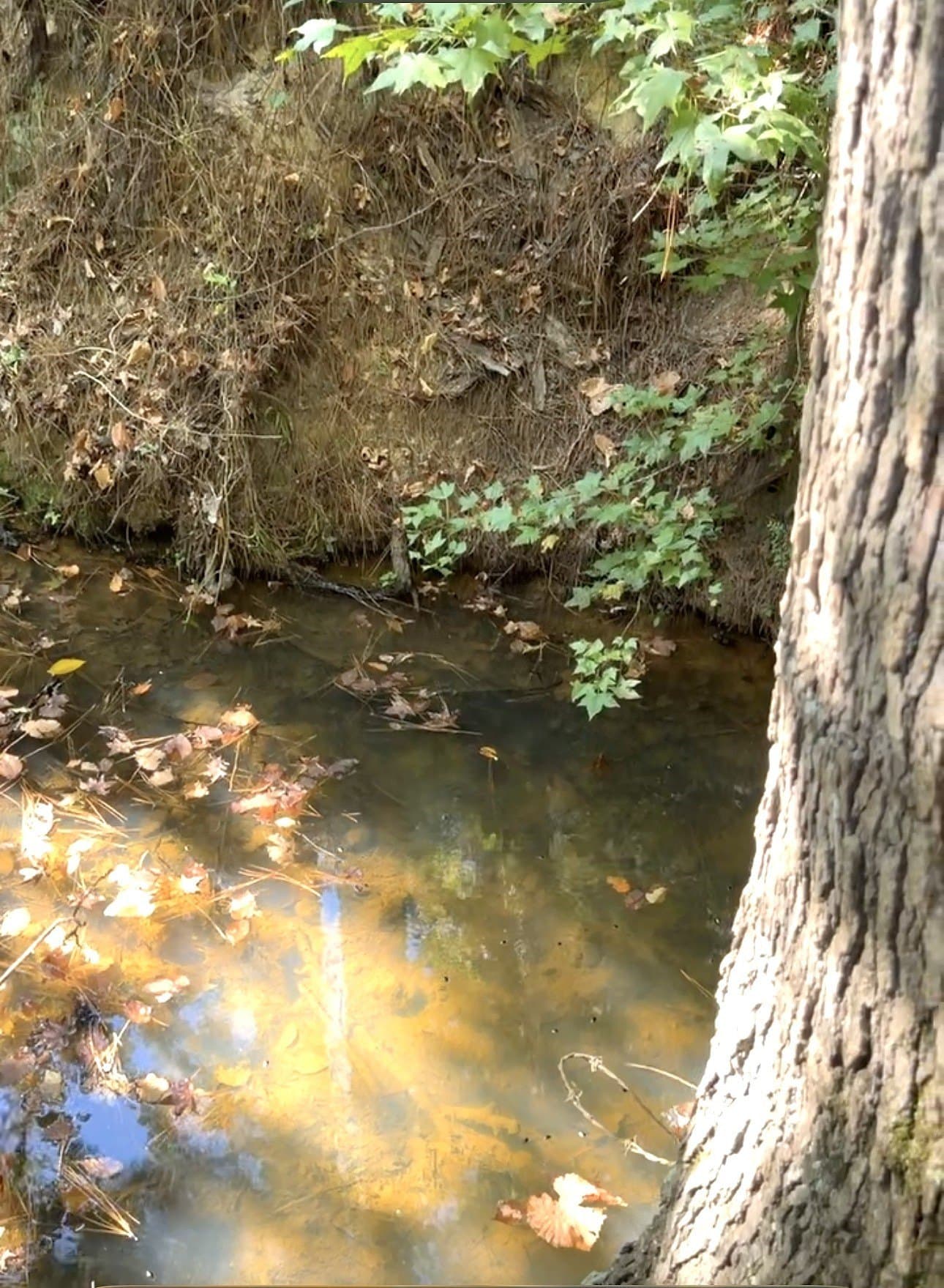 28.5 acres in Anderson County - photo 27