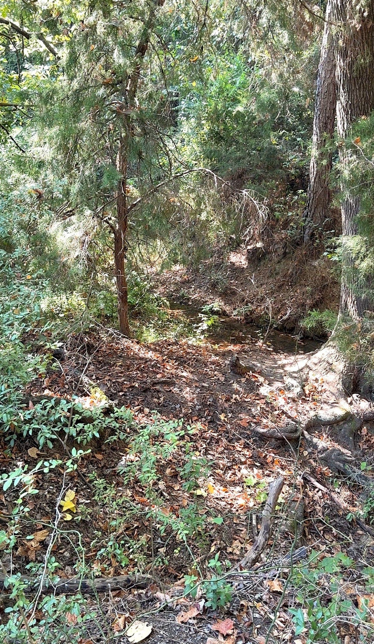 28.5 acres in Anderson County - photo 33