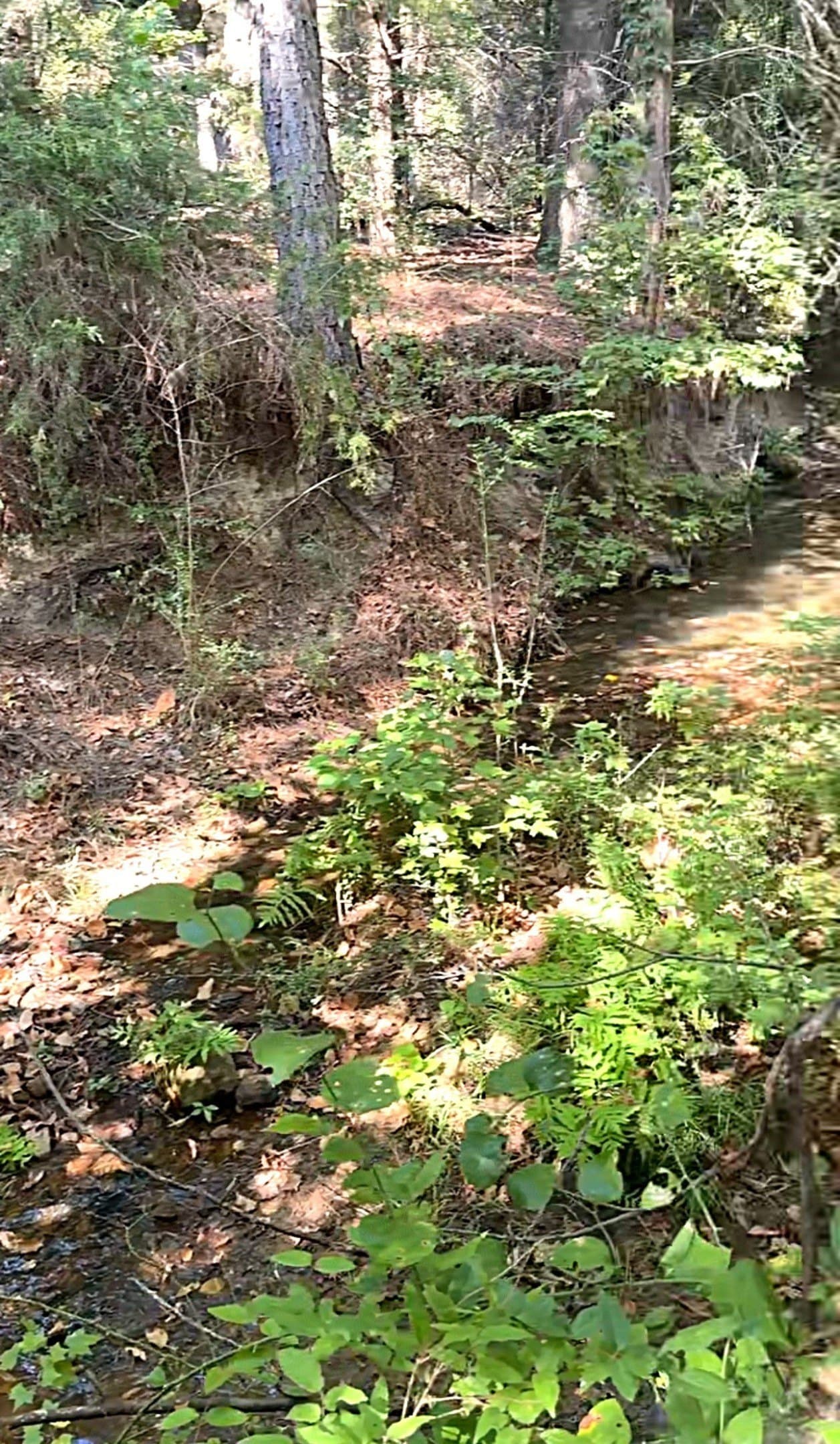28.5 acres in Anderson County - photo 25