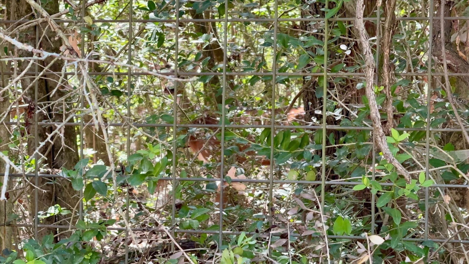 169.08 acres in Limestone County - photo 26