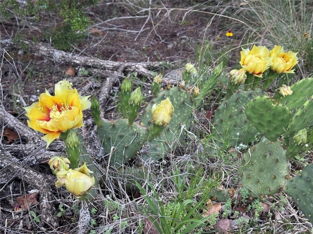 1.54 acres in Palo Pinto County featured view