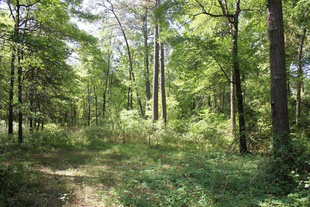 8.39 acres in Texas County gallery image 3