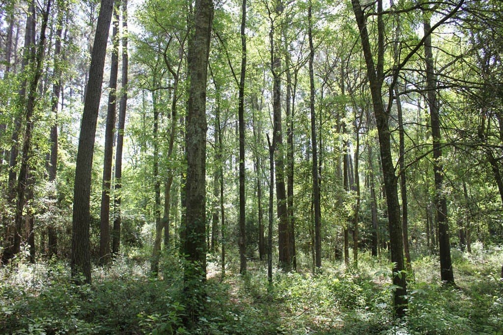 8.39 acres in Texas County gallery image 4