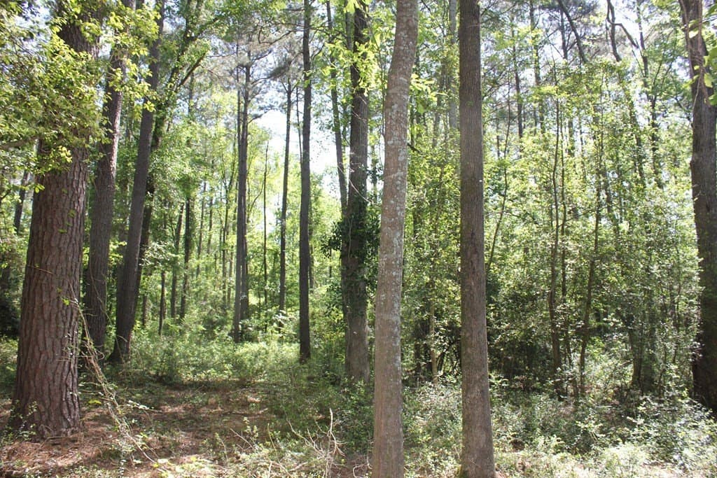 8.39 acres in Texas County featured view