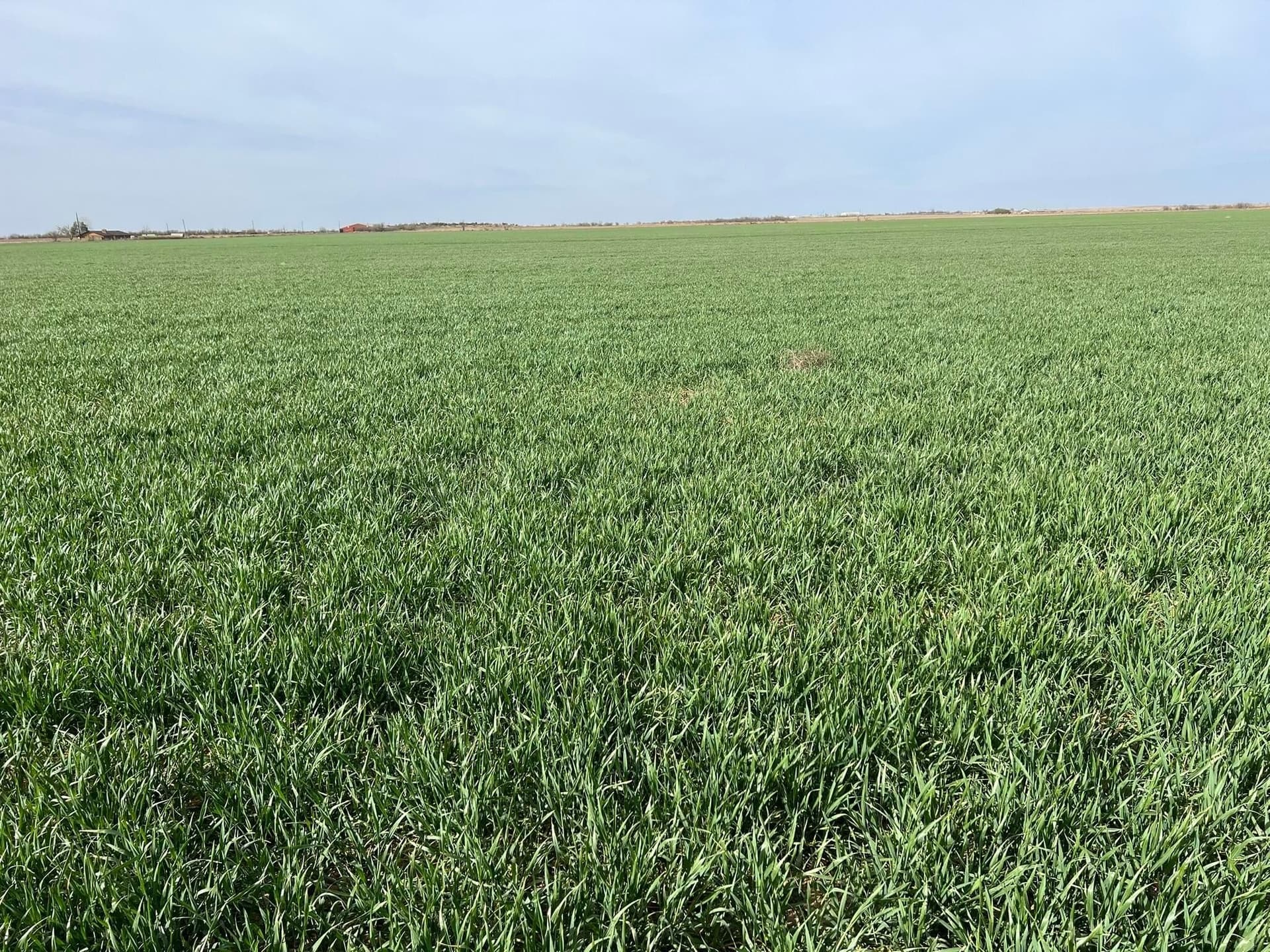 164 acres in Foard County - photo 10