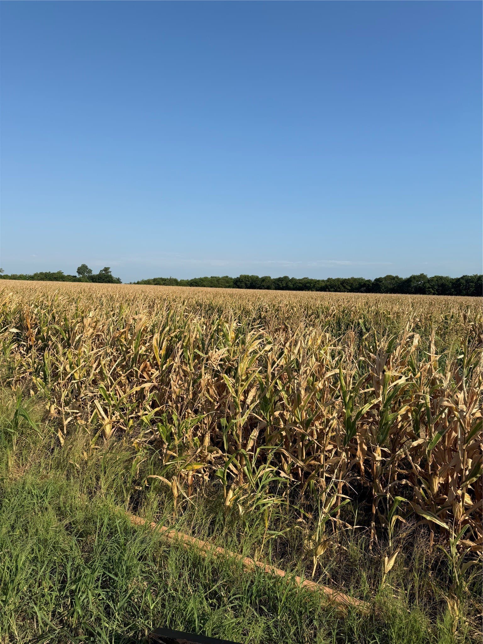 35.2 acres in Fannin County - photo 2