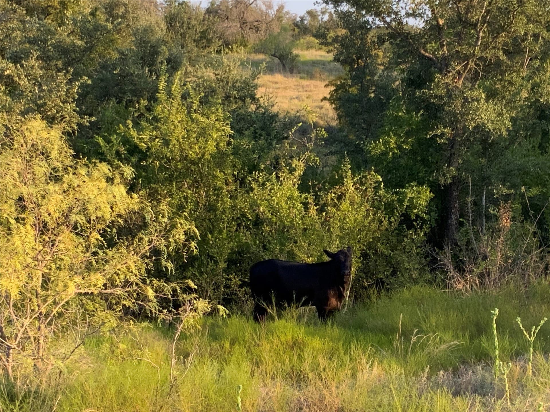 194.37 acres in Comanche County - photo 11