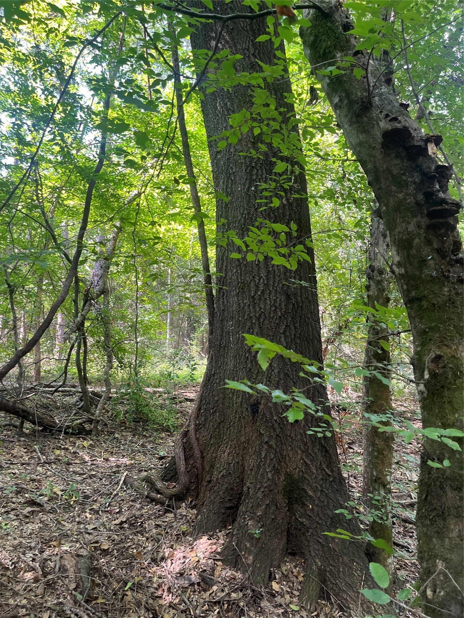 117.2 acres in Cherokee County - photo 26