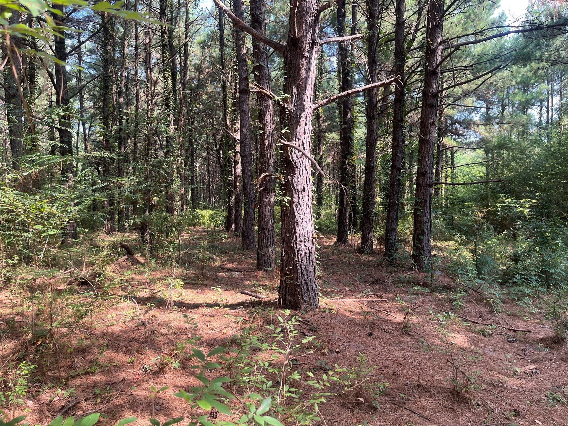 117.2 acres in Cherokee County - photo 14