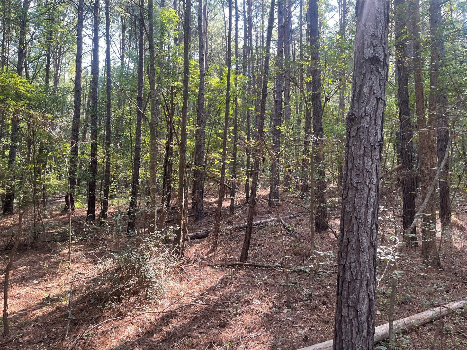 117.2 acres in Cherokee County featured view