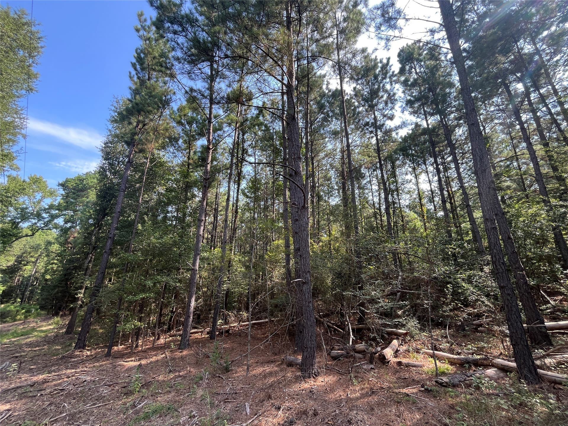 117.2 acres in Cherokee County gallery image 4