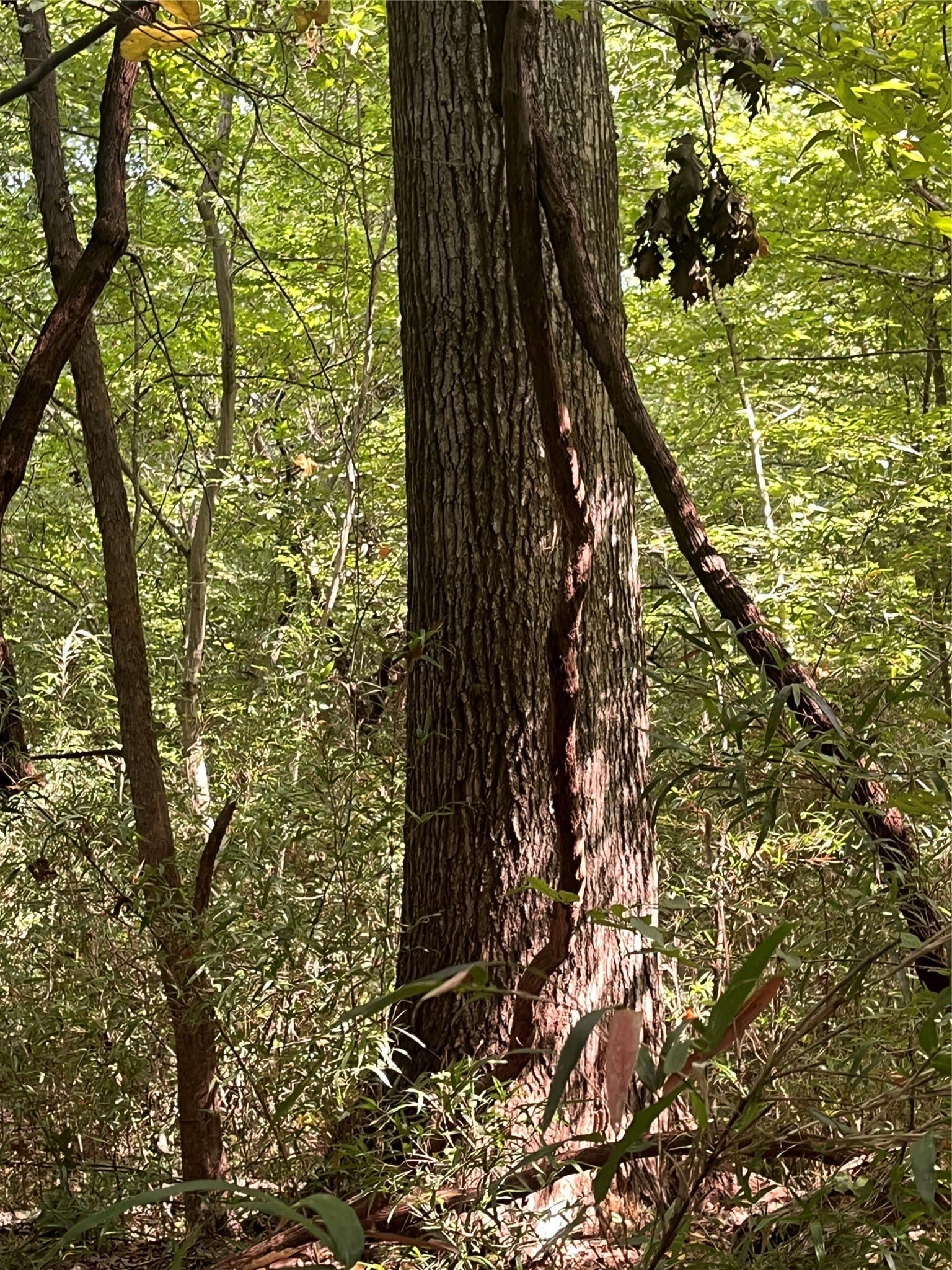 117.2 acres in Cherokee County - photo 30