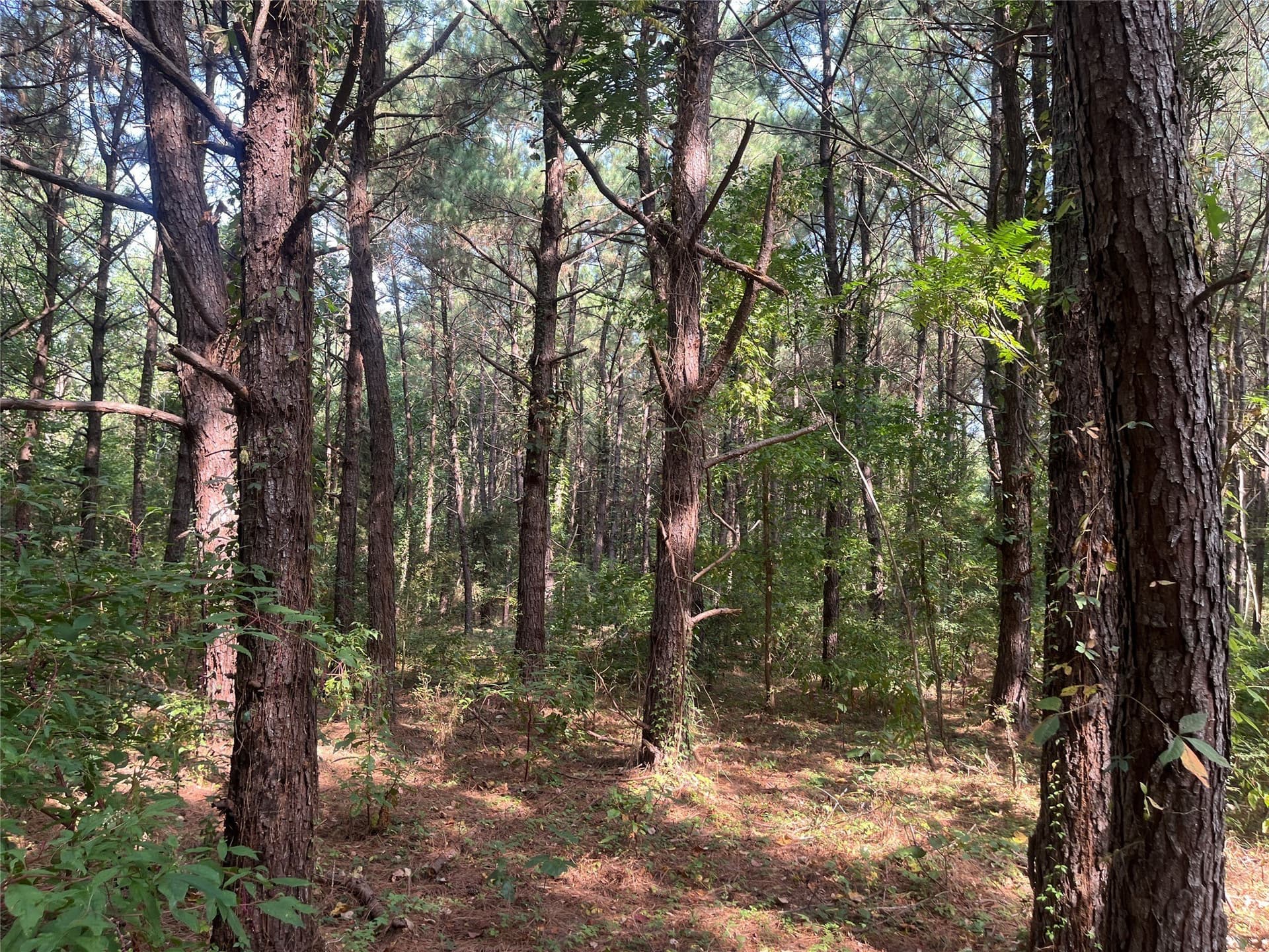 117.2 acres in Cherokee County - photo 15