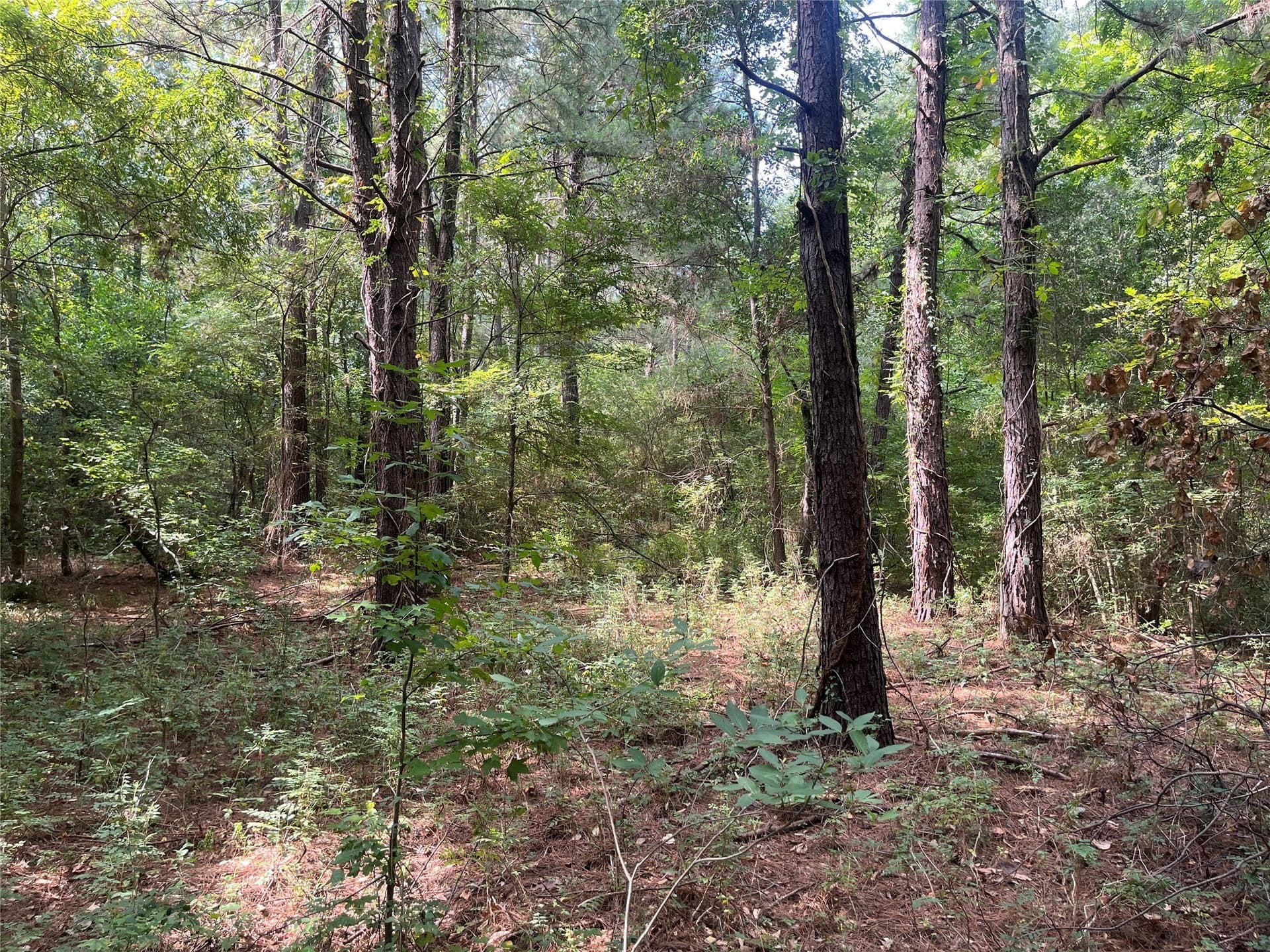 117.2 acres in Cherokee County - photo 35