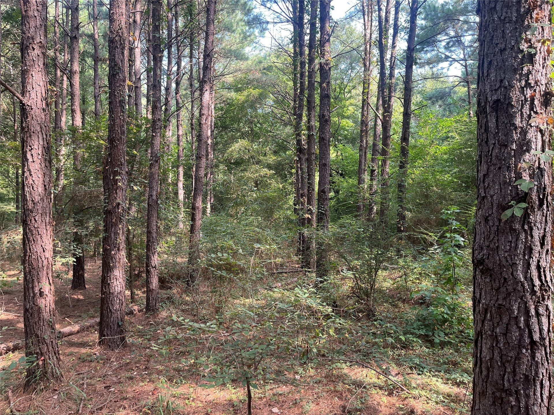 117.2 acres in Cherokee County - photo 17