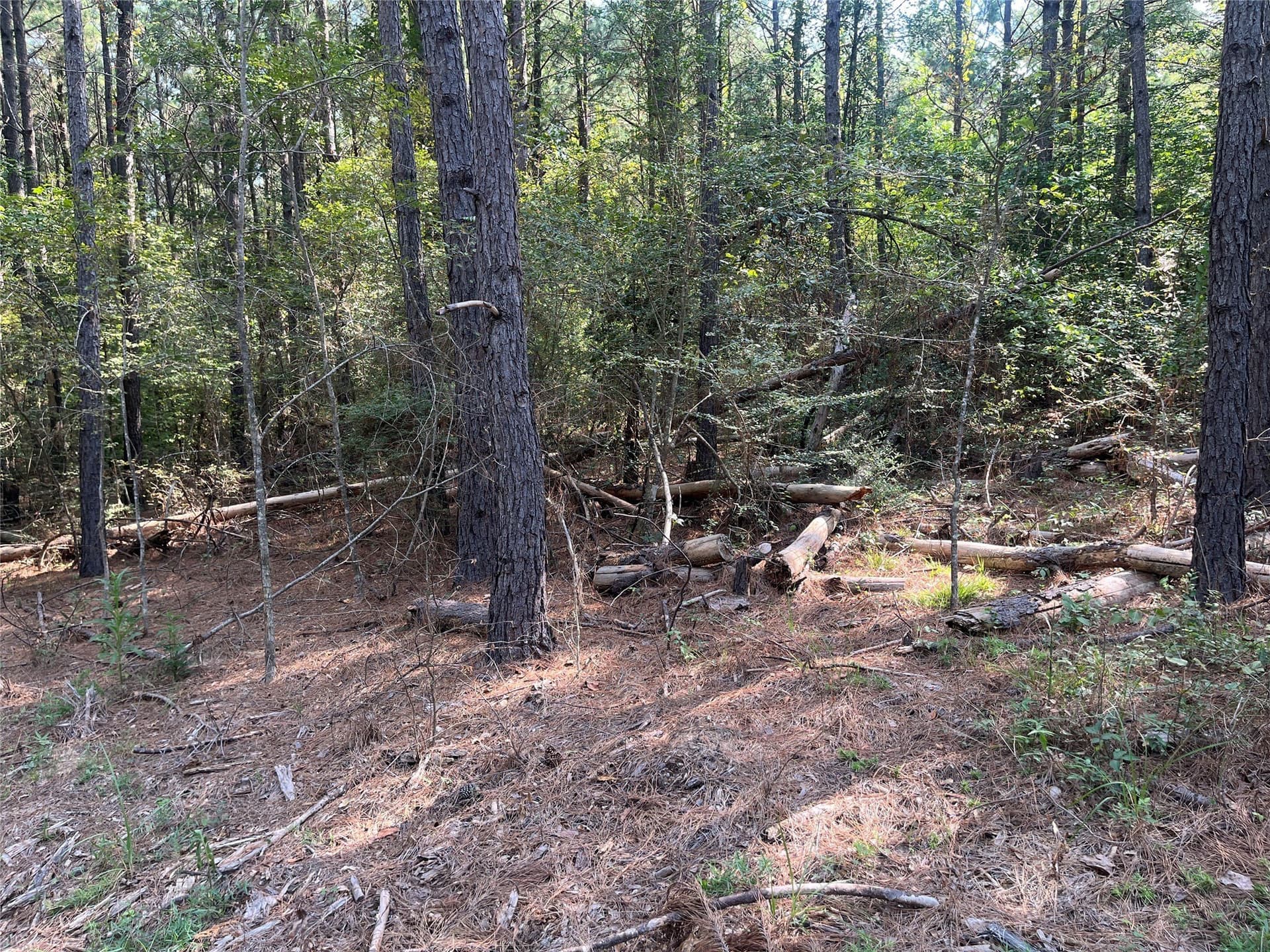 117.2 acres in Cherokee County gallery image 3