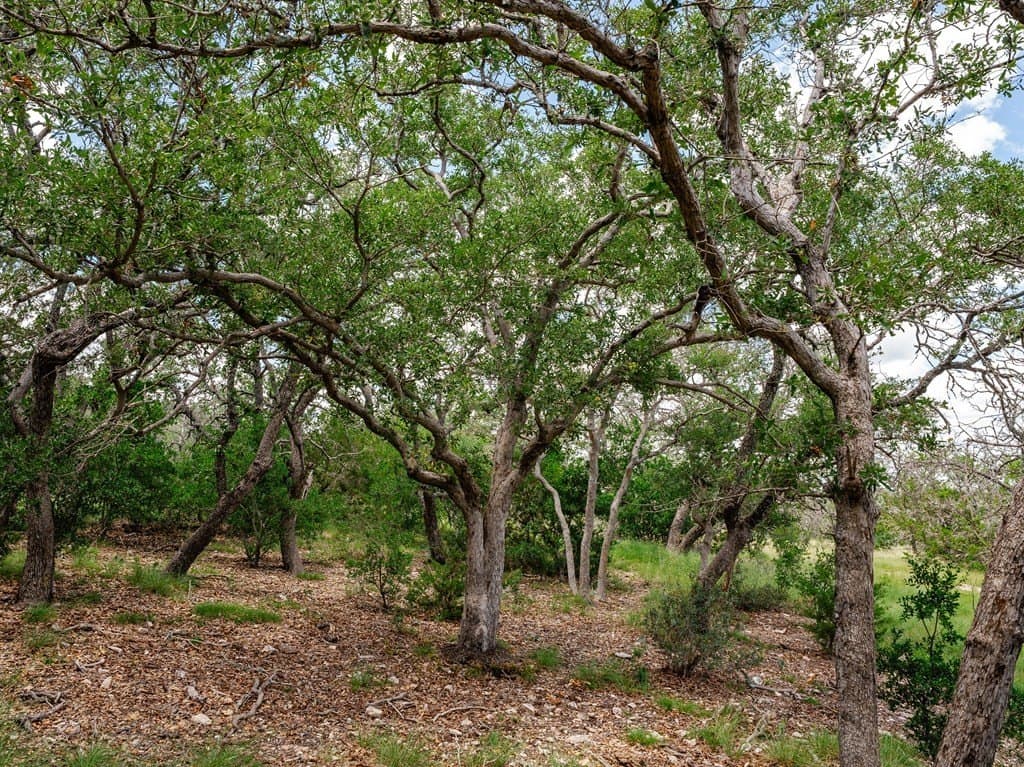 17.83 acres in Gillespie County - photo 7