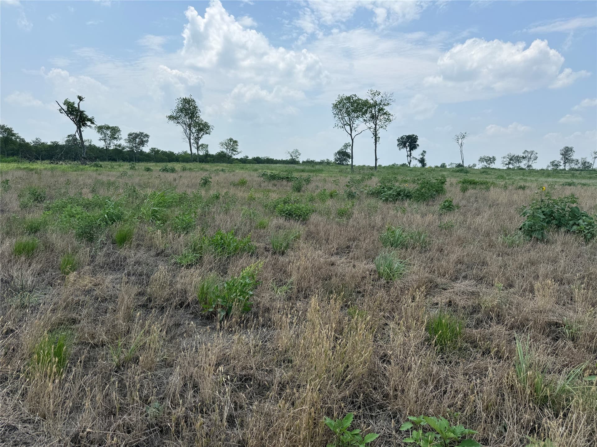 2.36 acres in Navarro County - photo 8