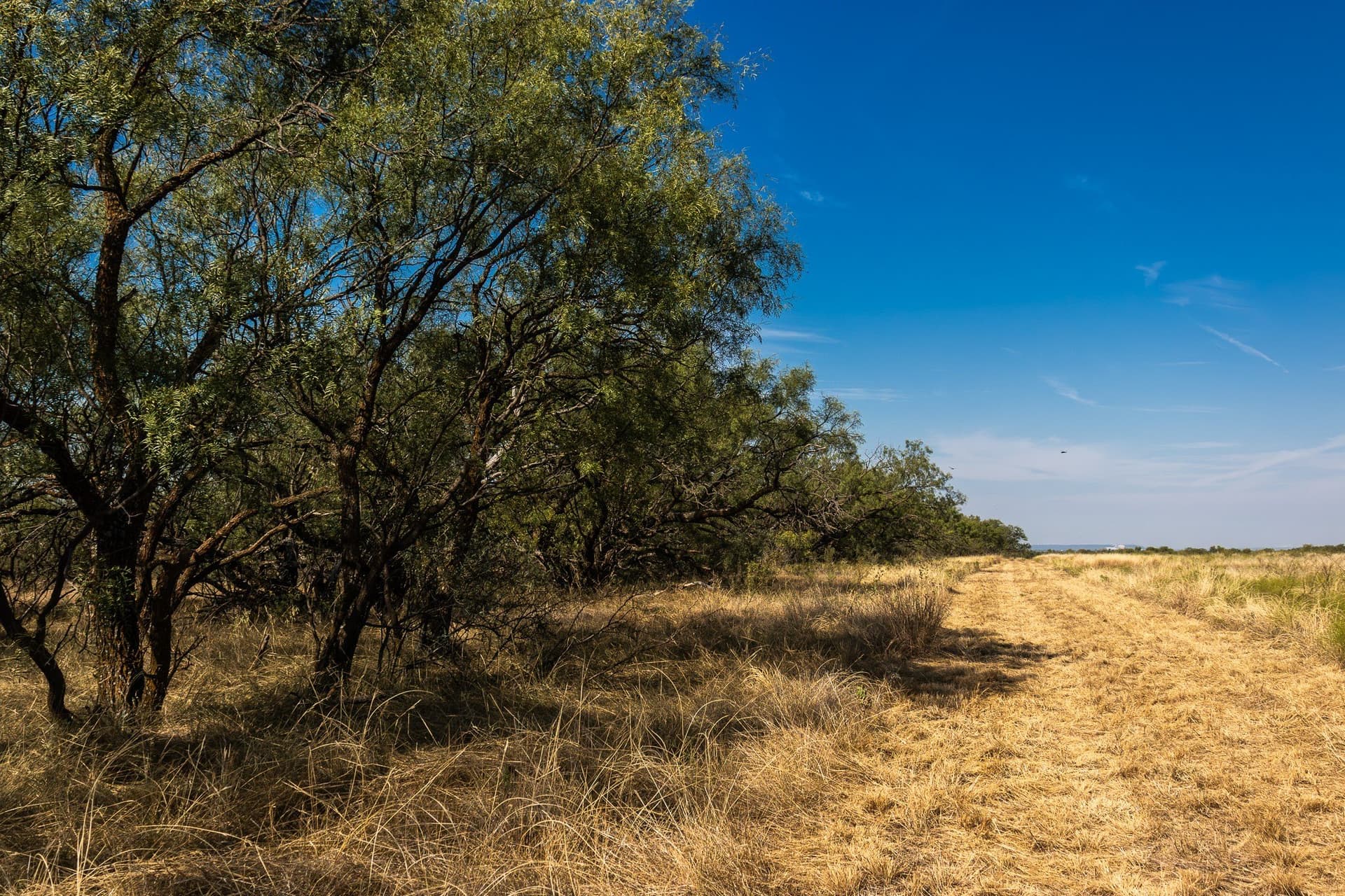 171 acres in Callahan County - photo 33