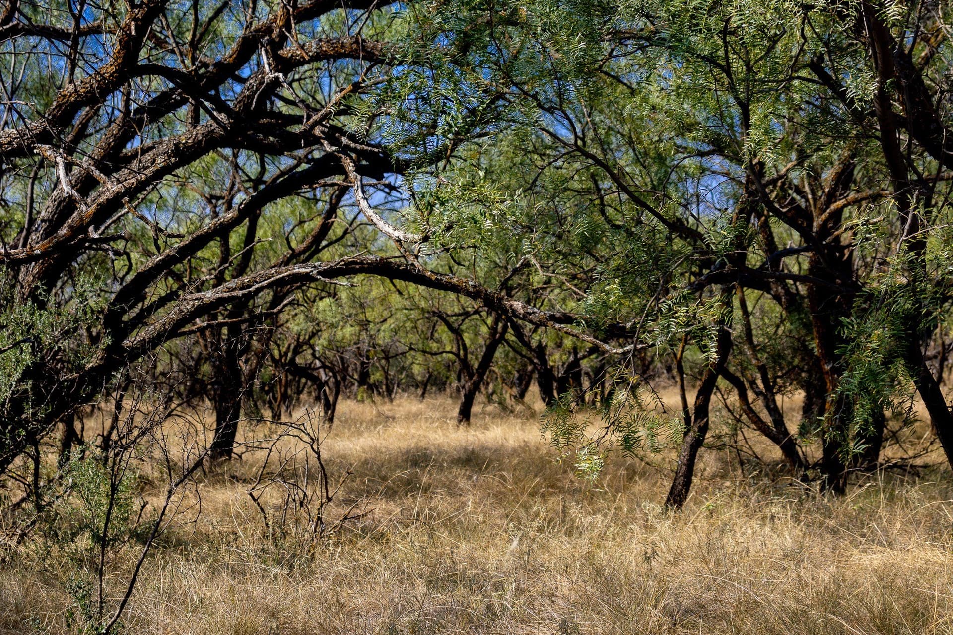 171 acres in Callahan County - photo 3