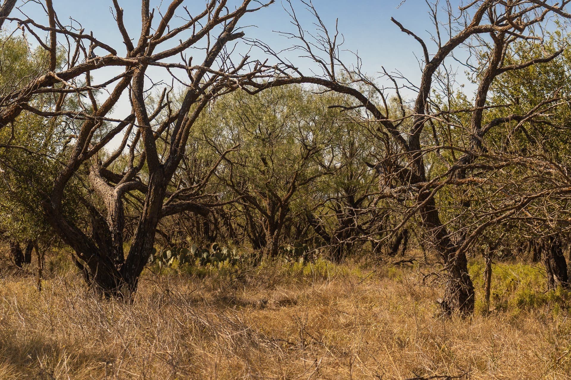171 acres in Callahan County - photo 13