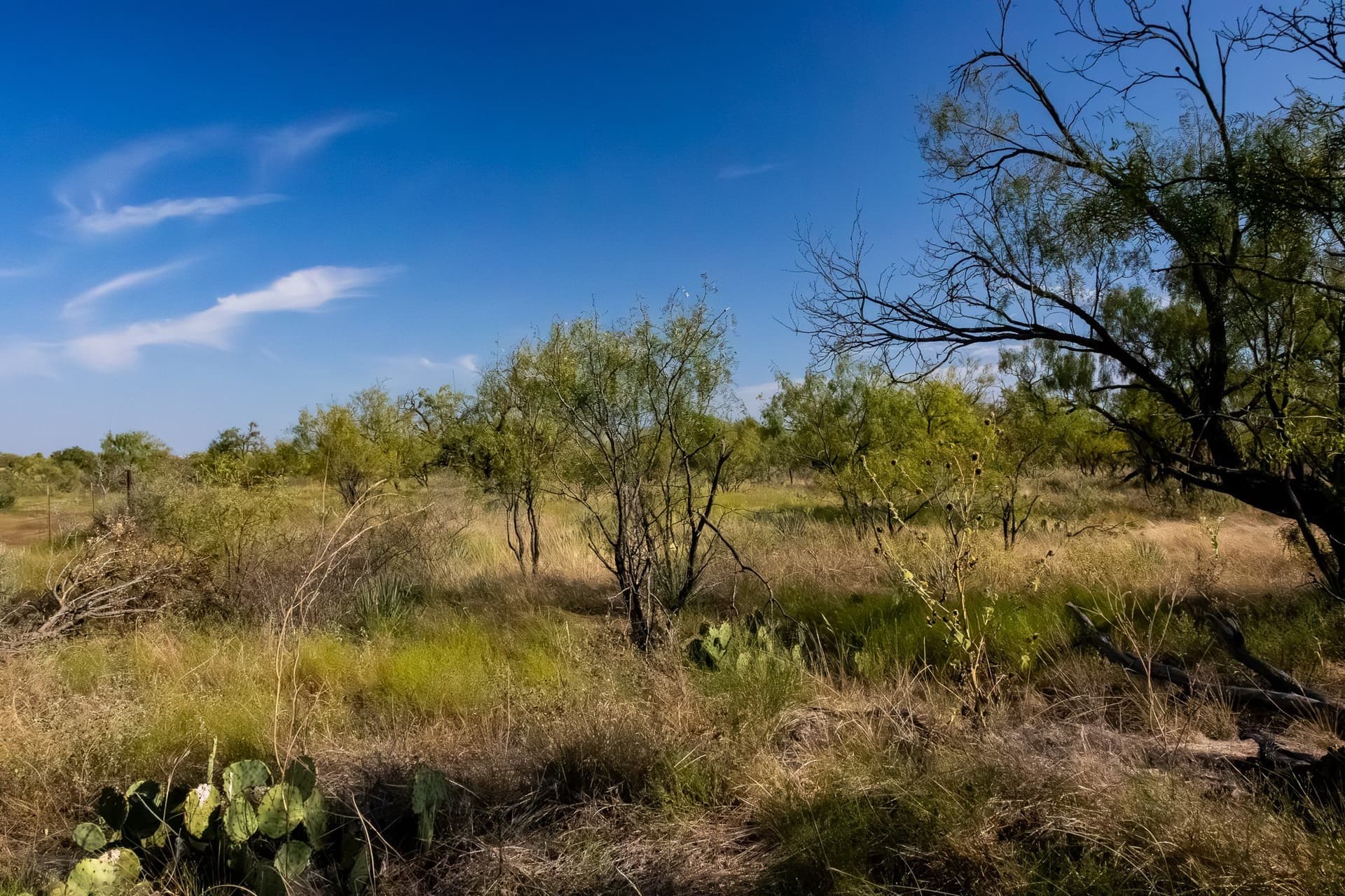 171 acres in Callahan County - photo 6