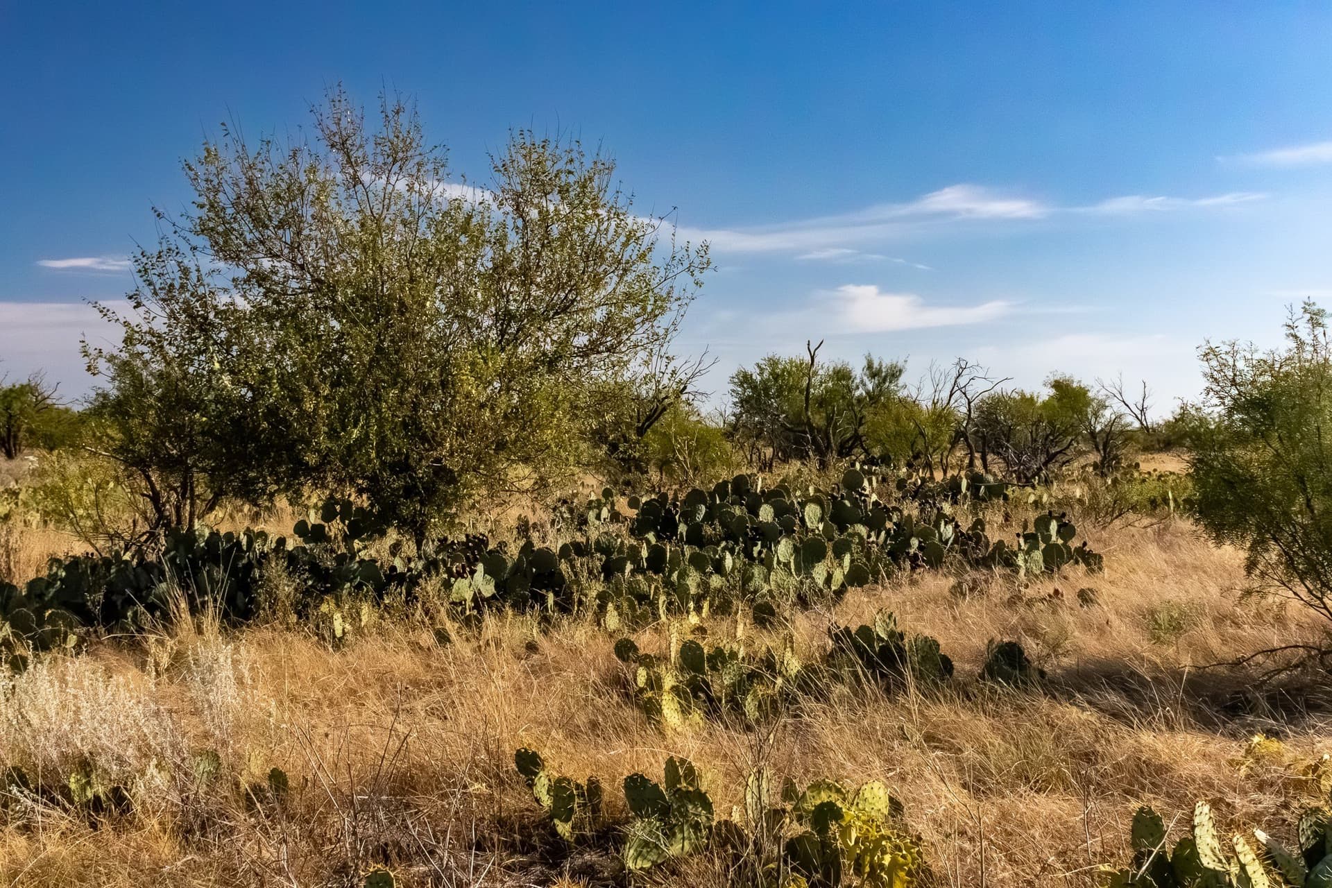 171 acres in Callahan County - photo 2