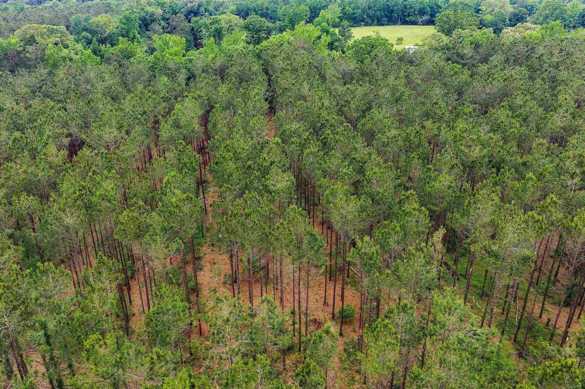 64.27 acres in Shelby County - photo 7