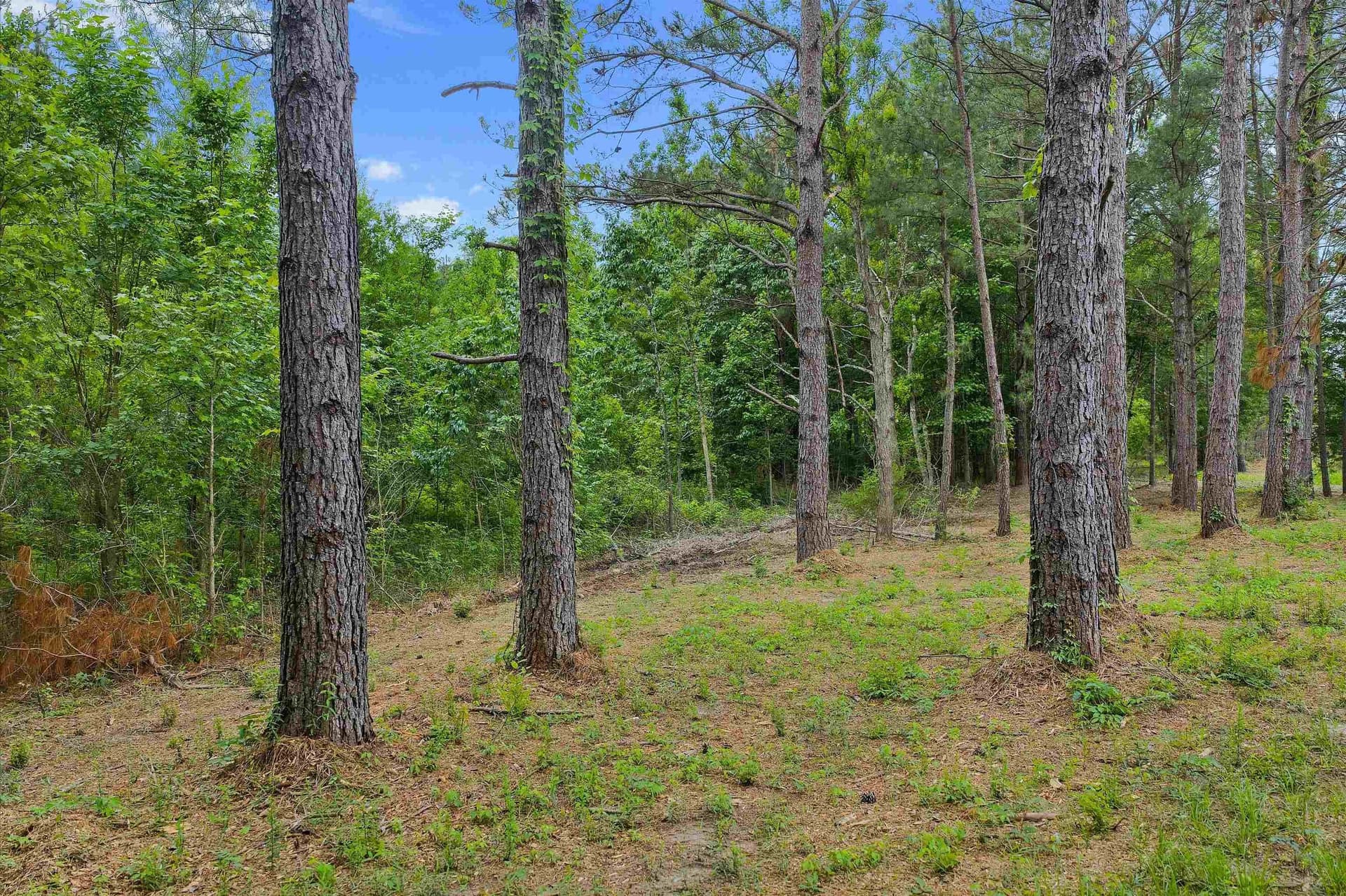 64.27 acres in Shelby County - photo 14