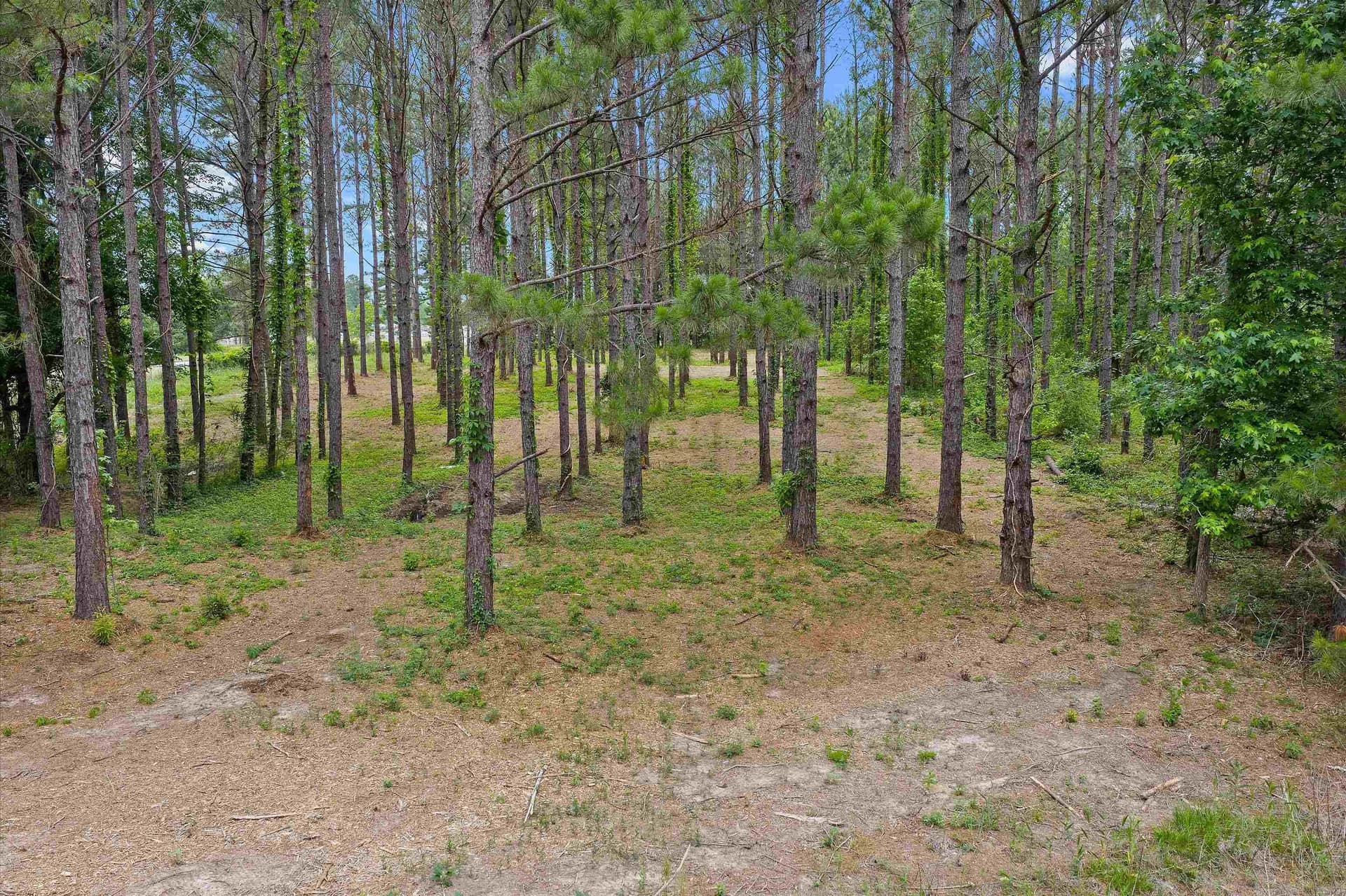 64.27 acres in Shelby County - photo 12