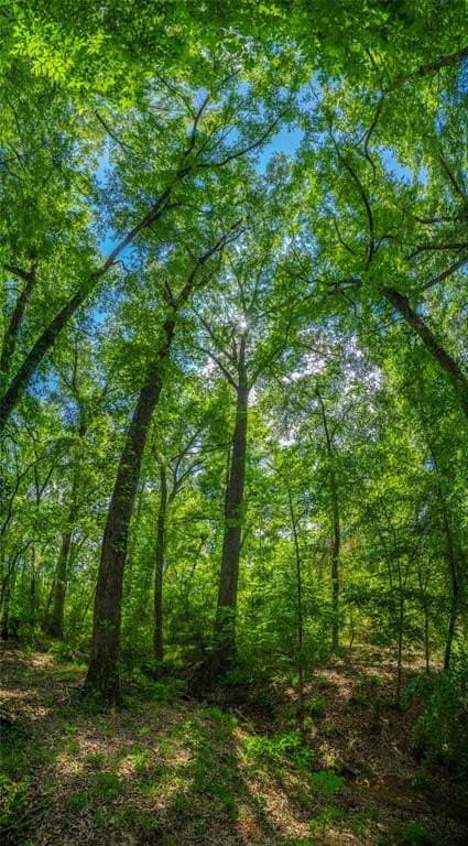 120 acres in Nacogdoches County gallery image 2