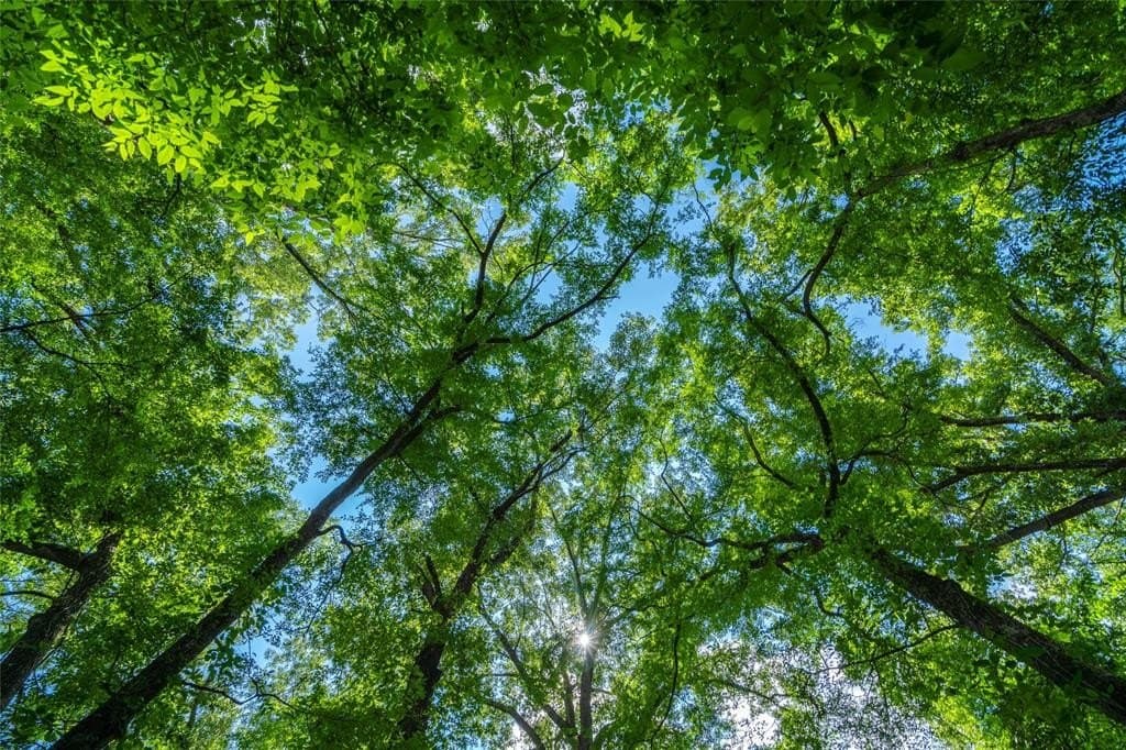 120 acres in Nacogdoches County gallery image 3