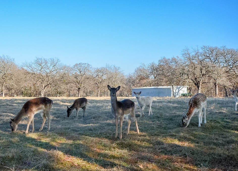 1.34 acres in Freestone County - photo 22