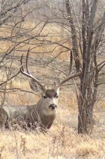 1.5 acres in Texas County - photo 9