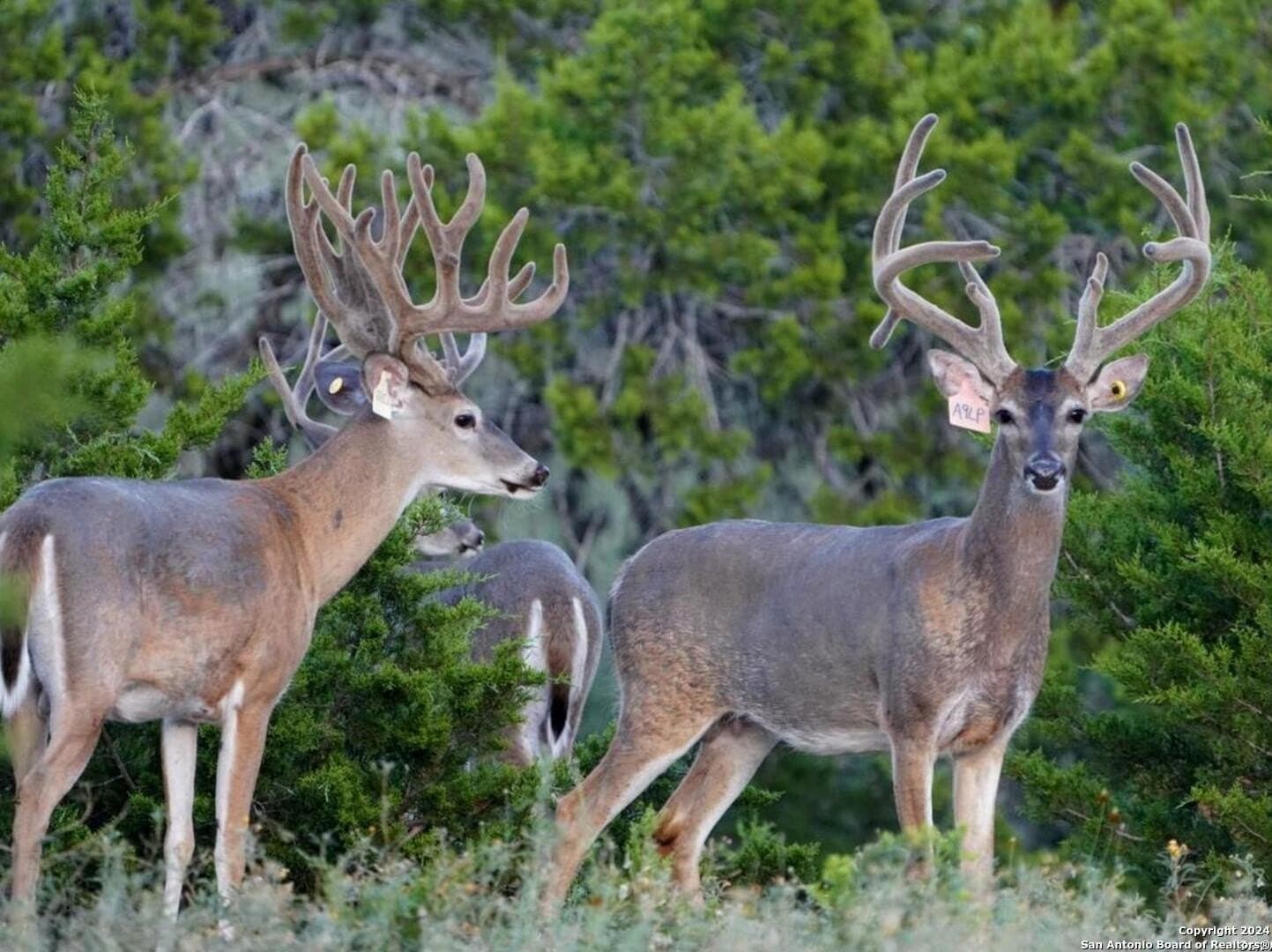 124 acres in Bandera County featured view