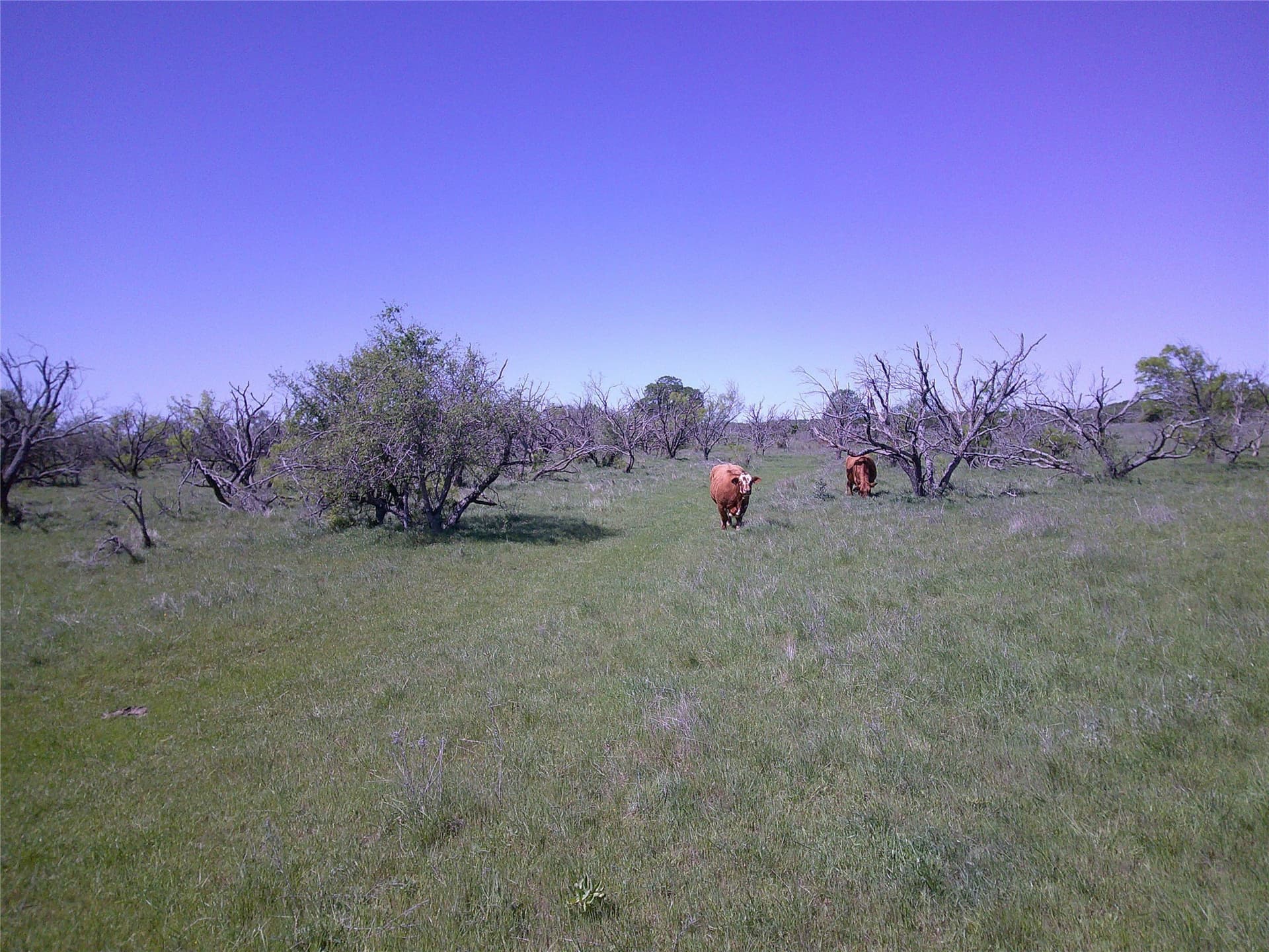 54 acres in Clay County gallery image 4