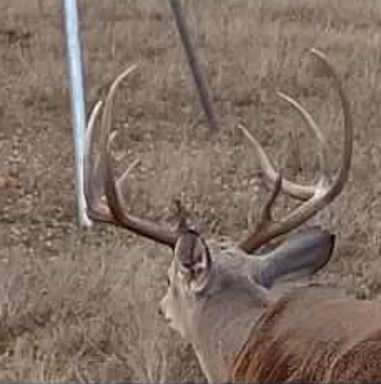 143.17 acres in Limestone County gallery image 2