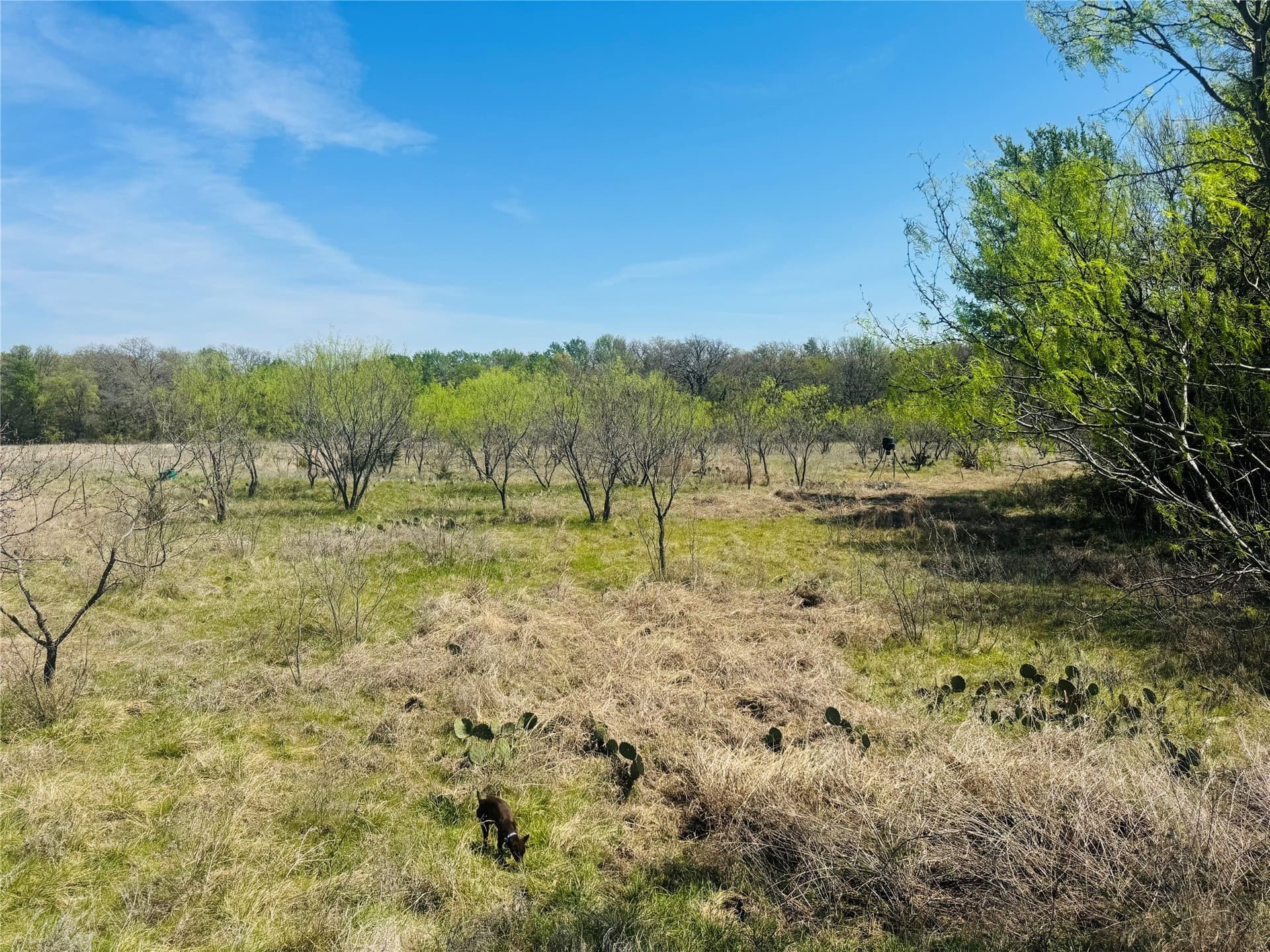 13.75 acres in Eastland County - photo 9