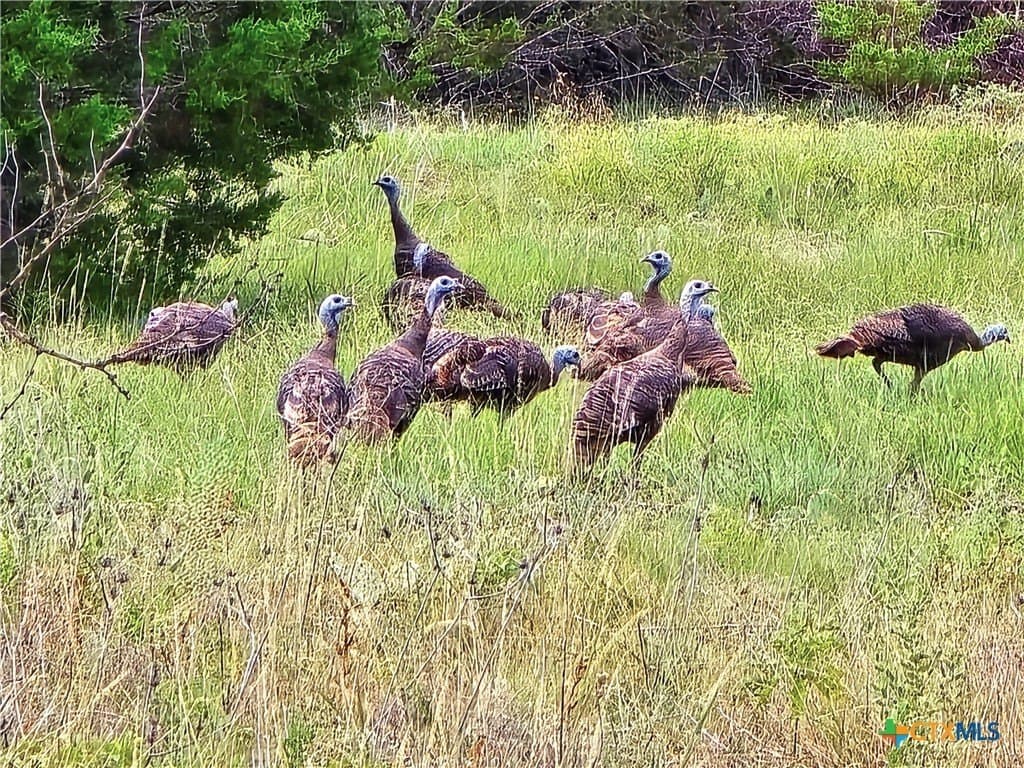 11 acres in Burnet County gallery image 3
